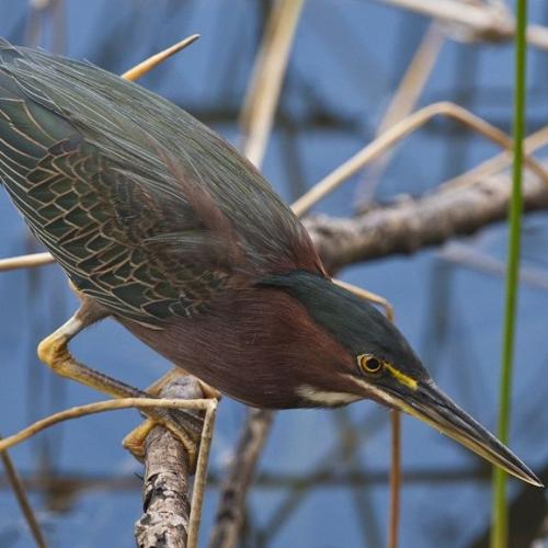 cpdp-rencontre_ornitho_le_dpcfabien_salles.jpg