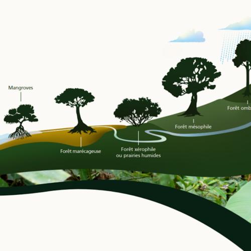 Les différents types de forêts de la Guadeloupe