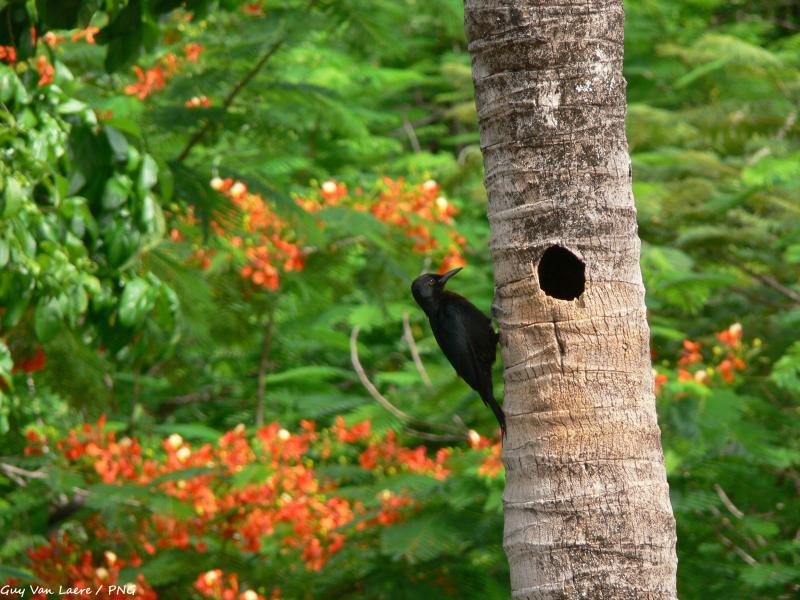 Pic de Guadeloupe