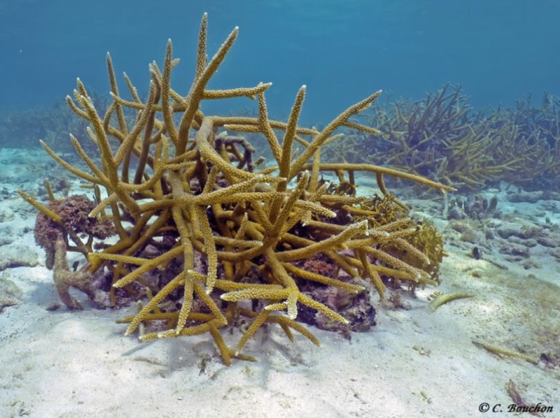 acropora_cervicornis.png