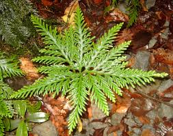 selaginella_flabellata.jpg