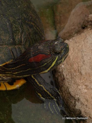 trachemyde_a_tempes_rouges.jpg