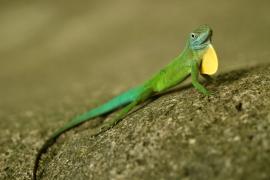 anolis_c_fabien_salles.jpg