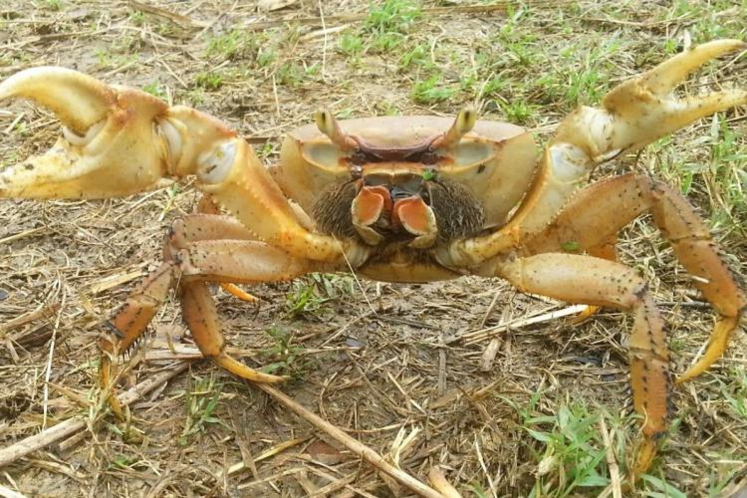 crabe_de_terre.jpg