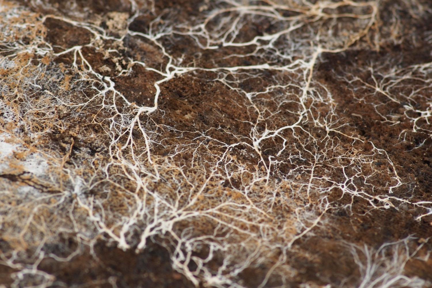 mycelium.jpg